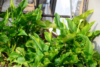 Photo of Beautiful blooming calla flowers with rain drops in garden