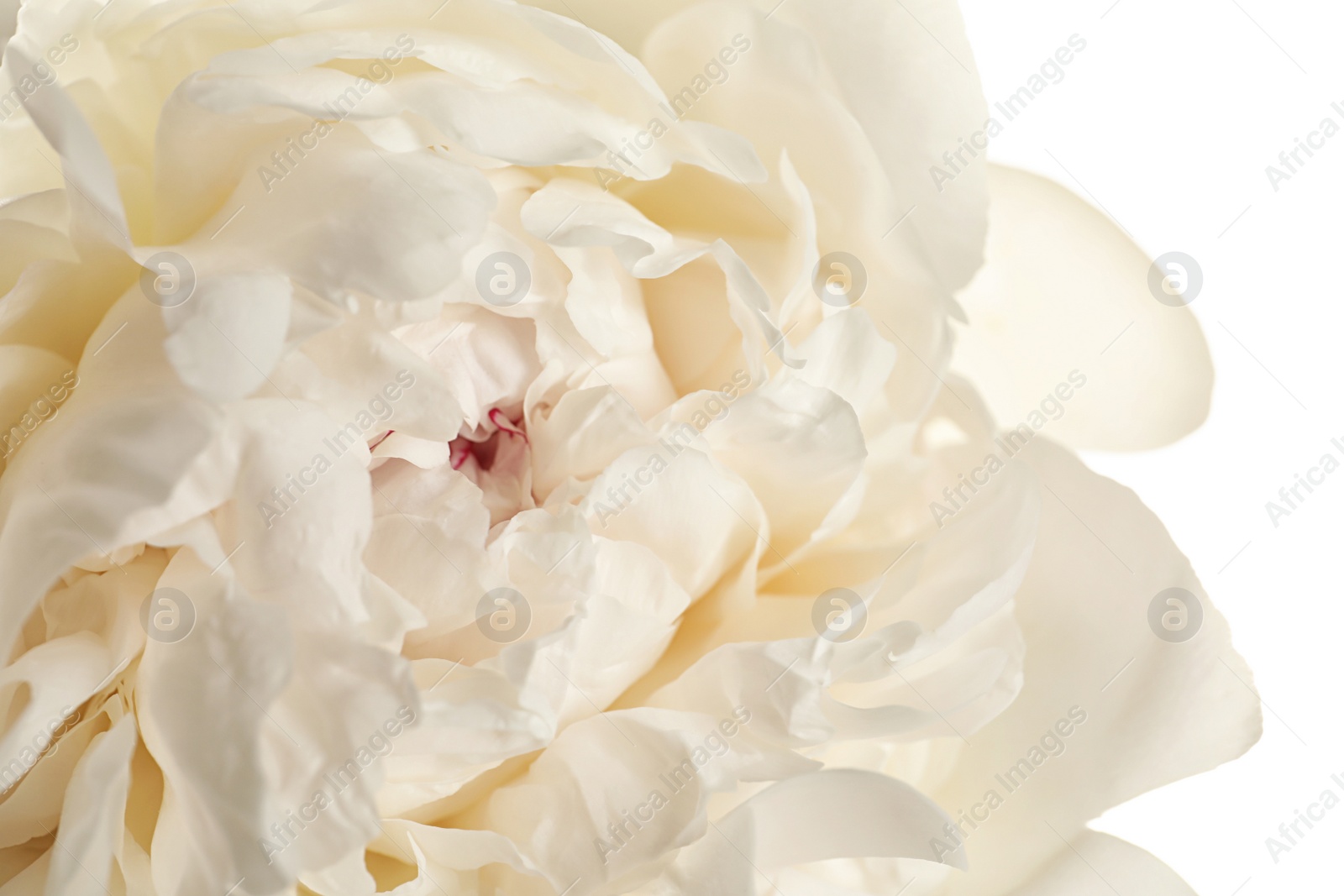 Photo of Beautiful fresh peony flower on white background, top view