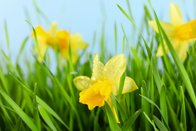 Bright spring grass and daffodils with dew against light blue background, closeup