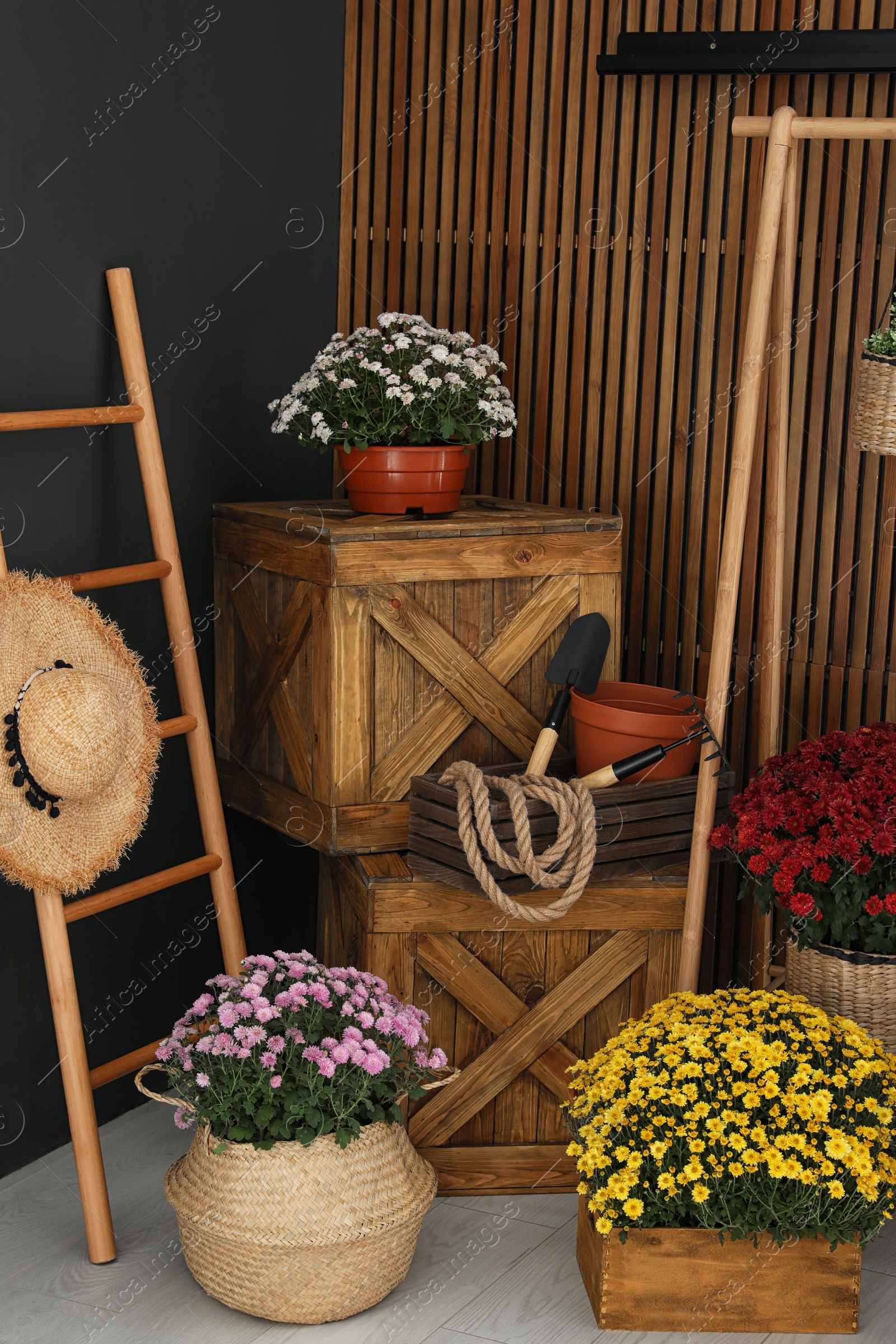 Photo of Beautiful fresh chrysanthemum flowers and gardening tools indoors