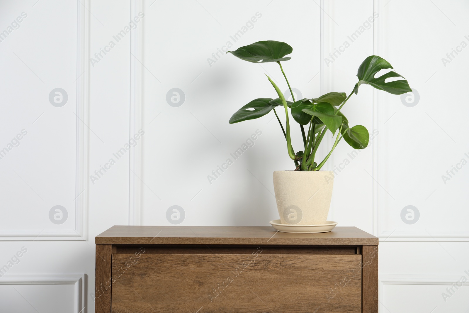 Photo of Potted monstera on wooden table near white wall, space for text. Beautiful houseplant