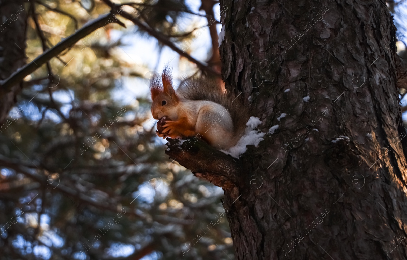 Photo of Cute squirrel with walnut on pine tree in winter forest