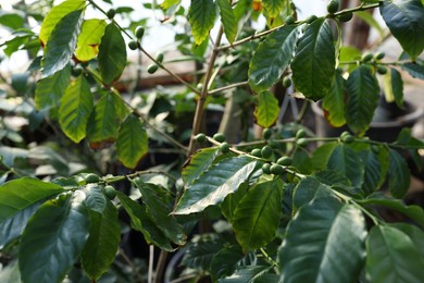 Unripe coffee fruits on tree in greenhouse