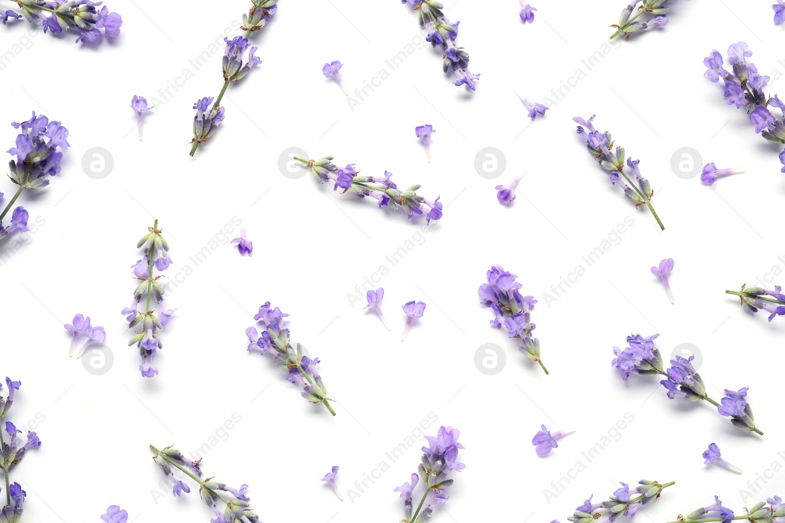 Photo of Beautiful aromatic lavender flowers on white background, flat lay