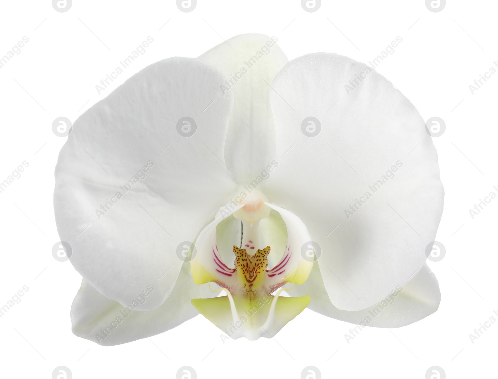 Photo of One beautiful orchid flower isolated on white