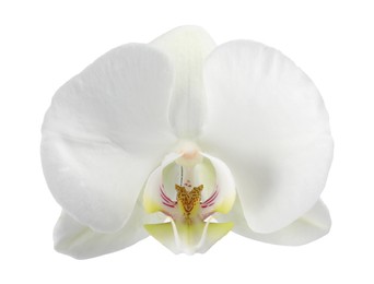 Photo of One beautiful orchid flower isolated on white