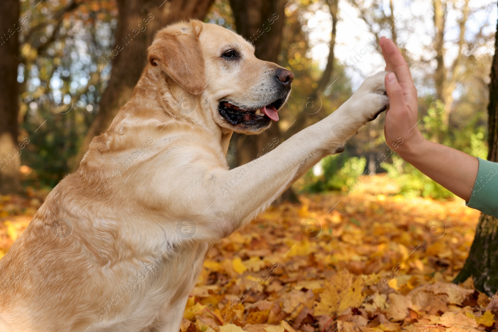 Photo of Cute Labrador Retriever dog giving paw to owner in sunny autumn park, closeup