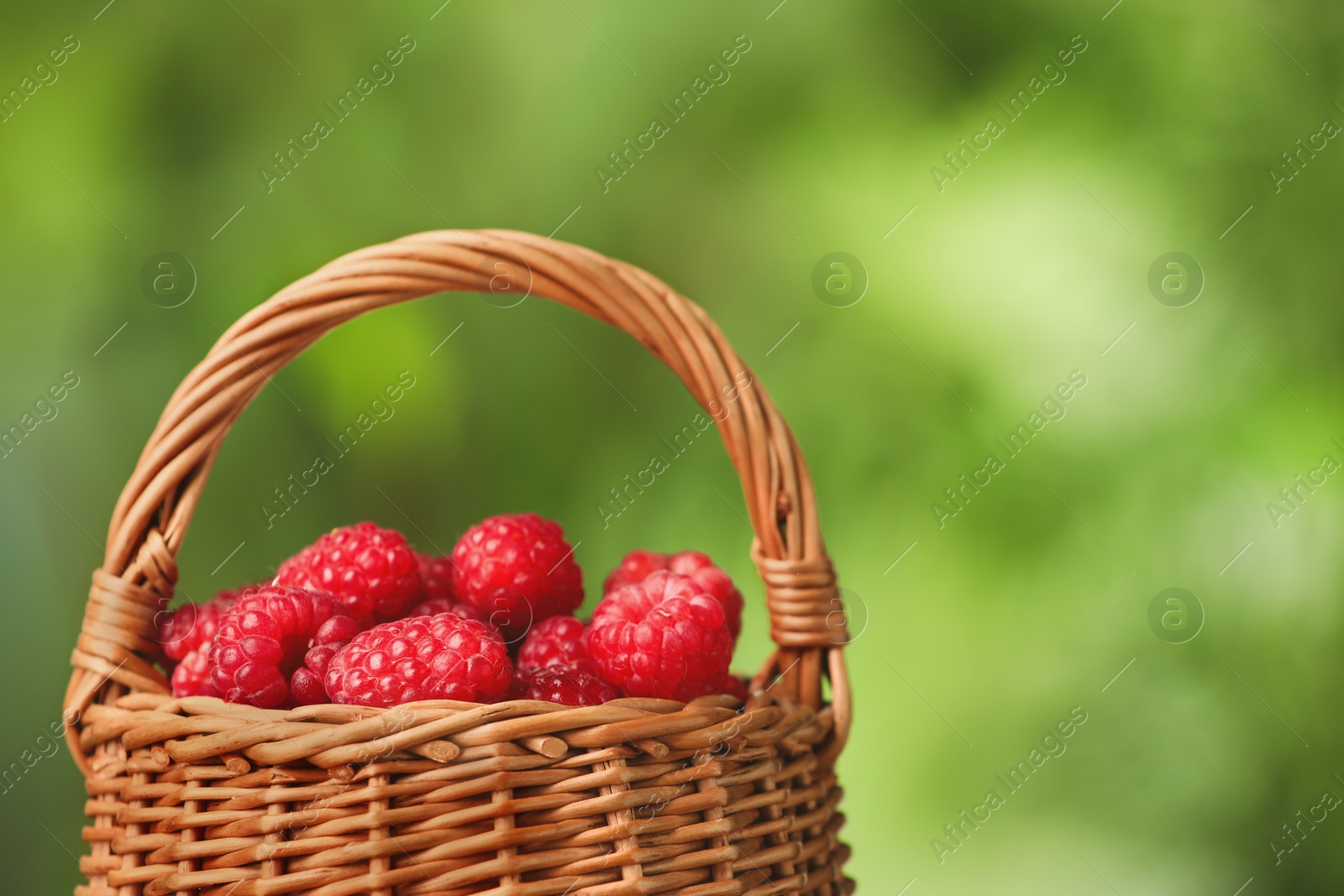 Photo of Tasty ripe raspberries in wicker basket on blurred green background, closeup. Space for text