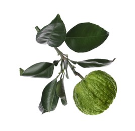 Photo of Bergamot tree branch with fruit and leaves on white background