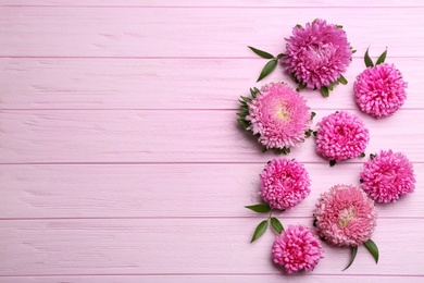 Beautiful asters and space for text on pink wooden background, flat lay. Autumn flowers