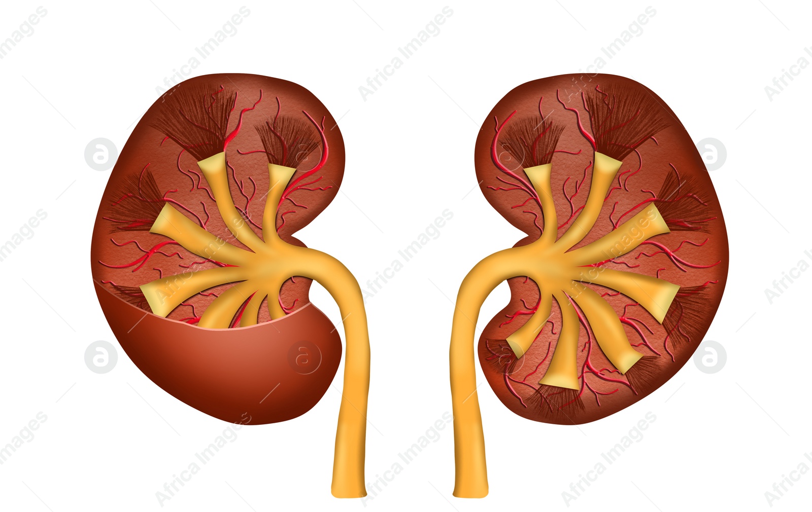 Illustration of  kidneys on white background. Human anatomy