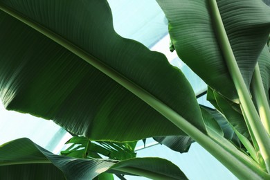 Banana tree with green leaves growing outdoors, low angle view