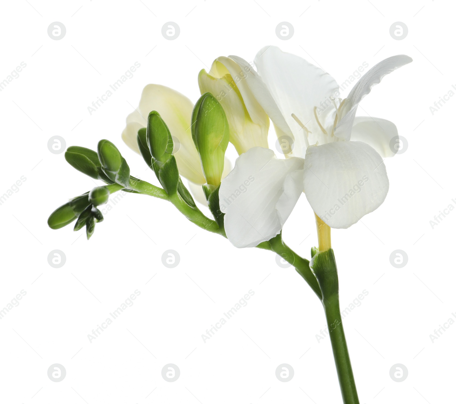 Photo of Beautiful freesia flower with tender petals isolated on white