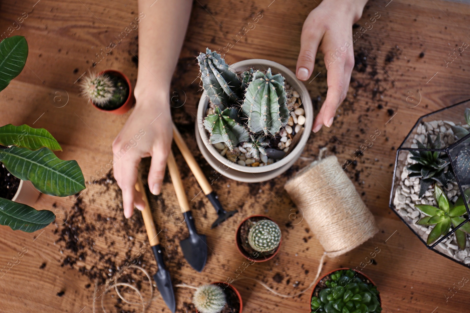 Photo of Woman taking care of home plants at wooden table, top view