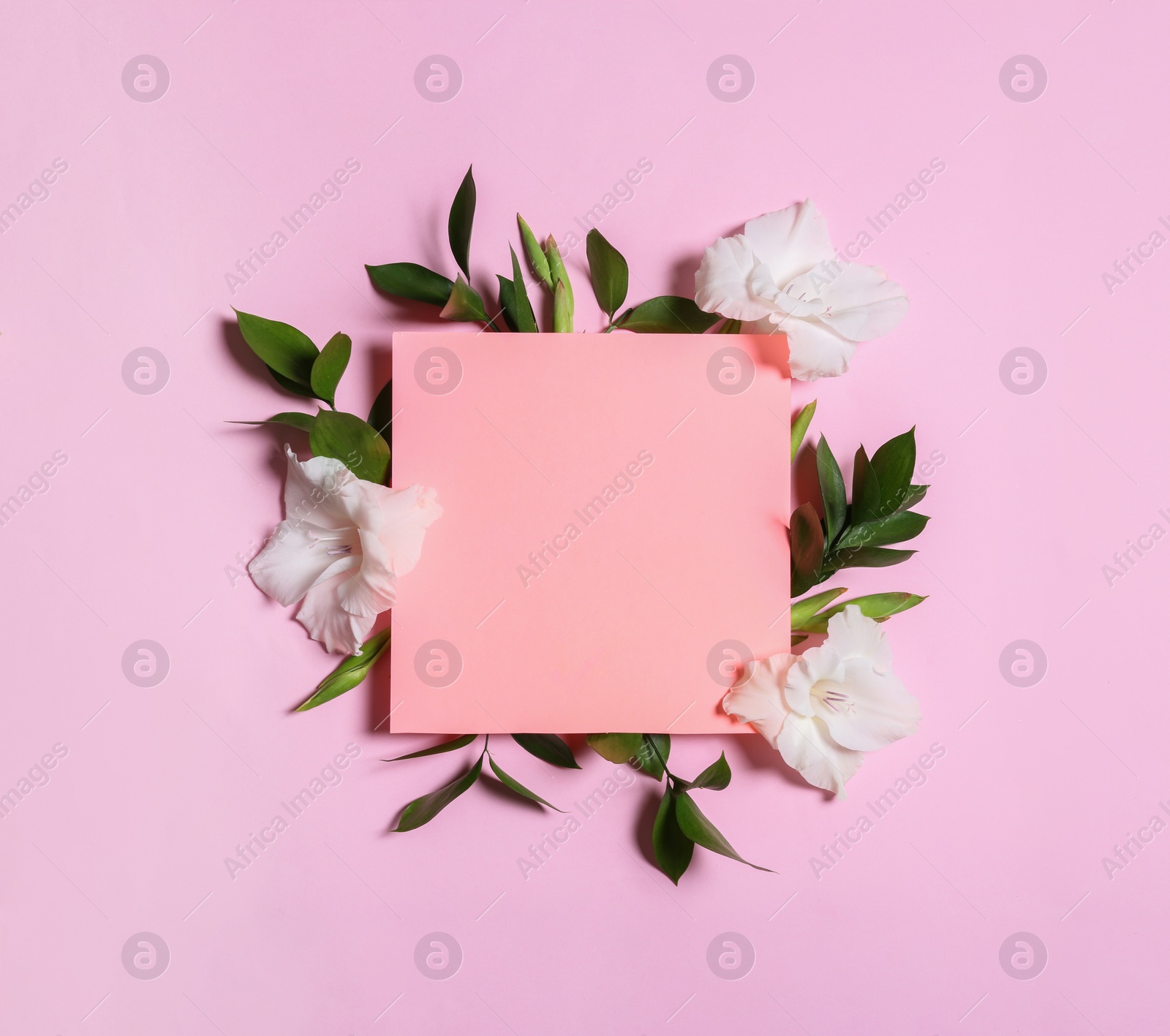 Photo of Beautiful gladiolus flowers and blank card on pink background, flat lay. Space for text