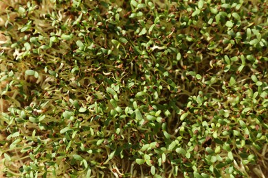 Photo of Growing microgreens. Many sprouted arugula seeds as background, top view