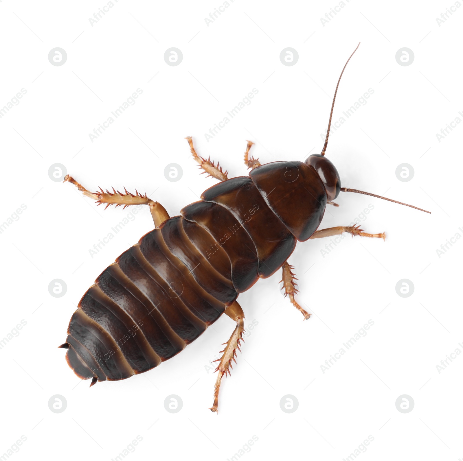 Photo of Brown cockroach isolated on white, top view. Pest control