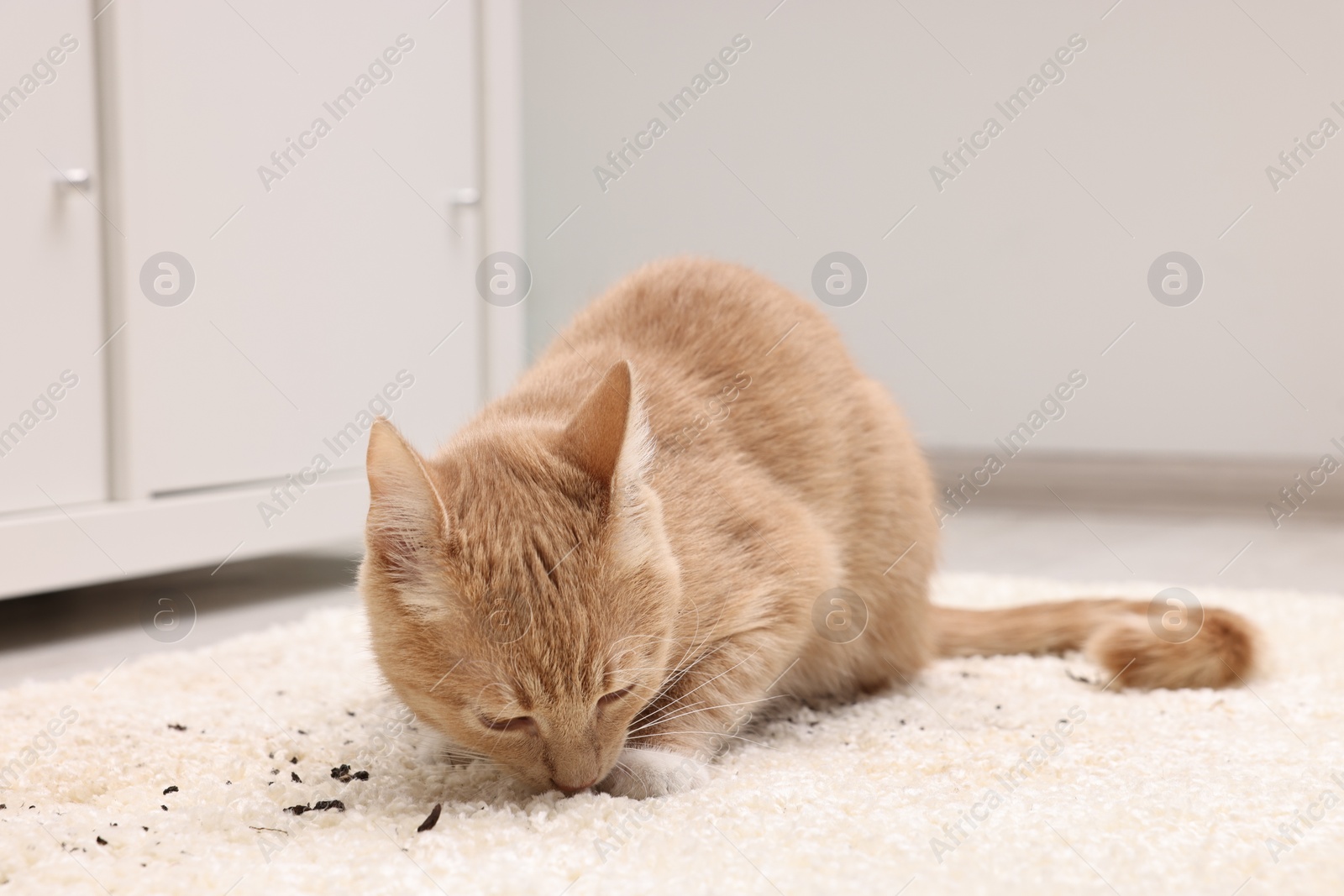 Photo of Cute ginger cat on carpet with scattered soil indoors