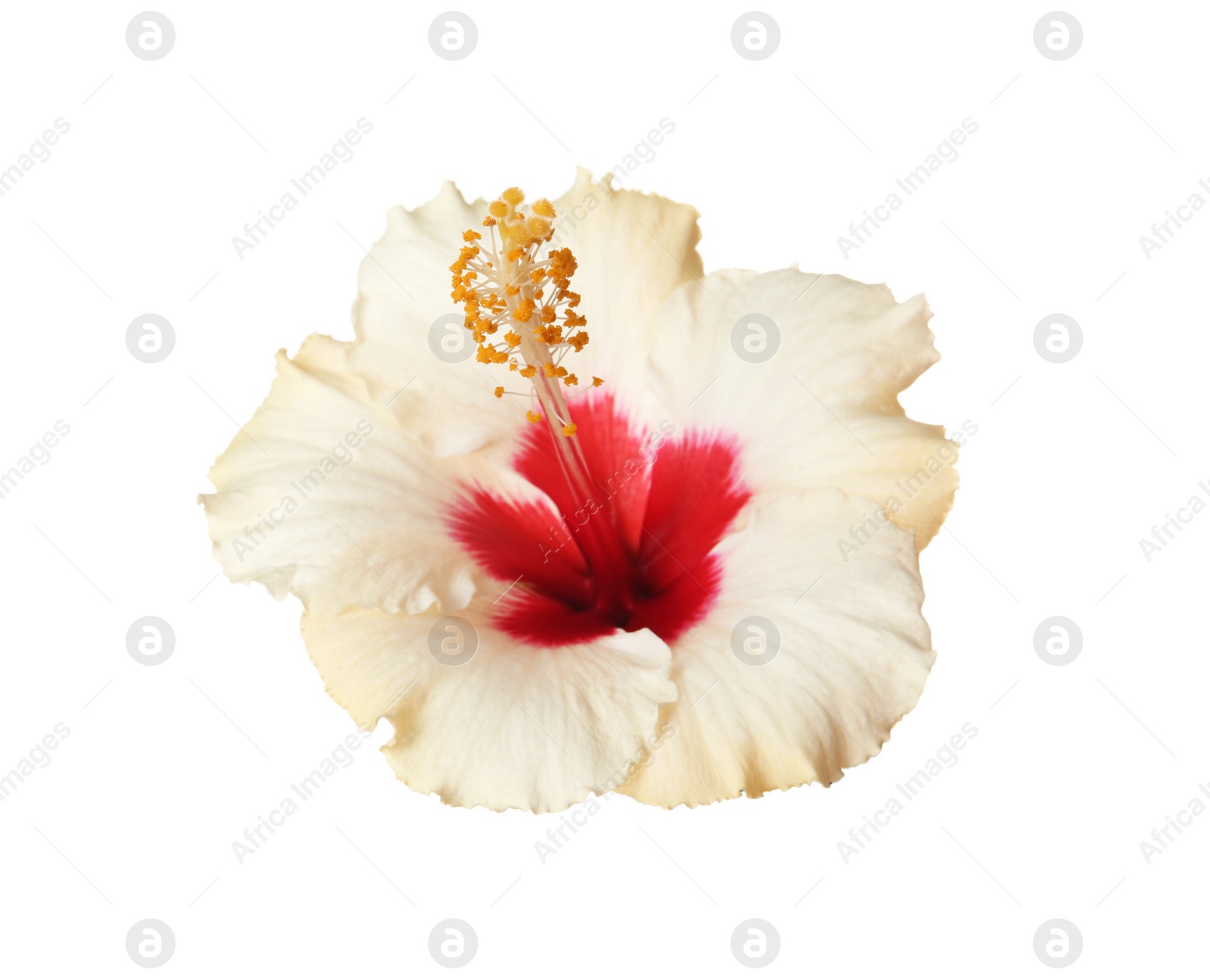 Photo of Beautiful tropical Hibiscus flower on white background