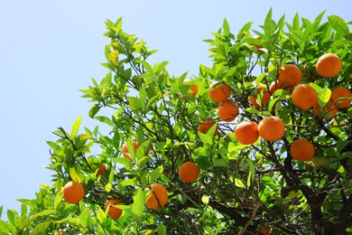 Bright green orange tree with fruits against blue sky on sunny day, view from below