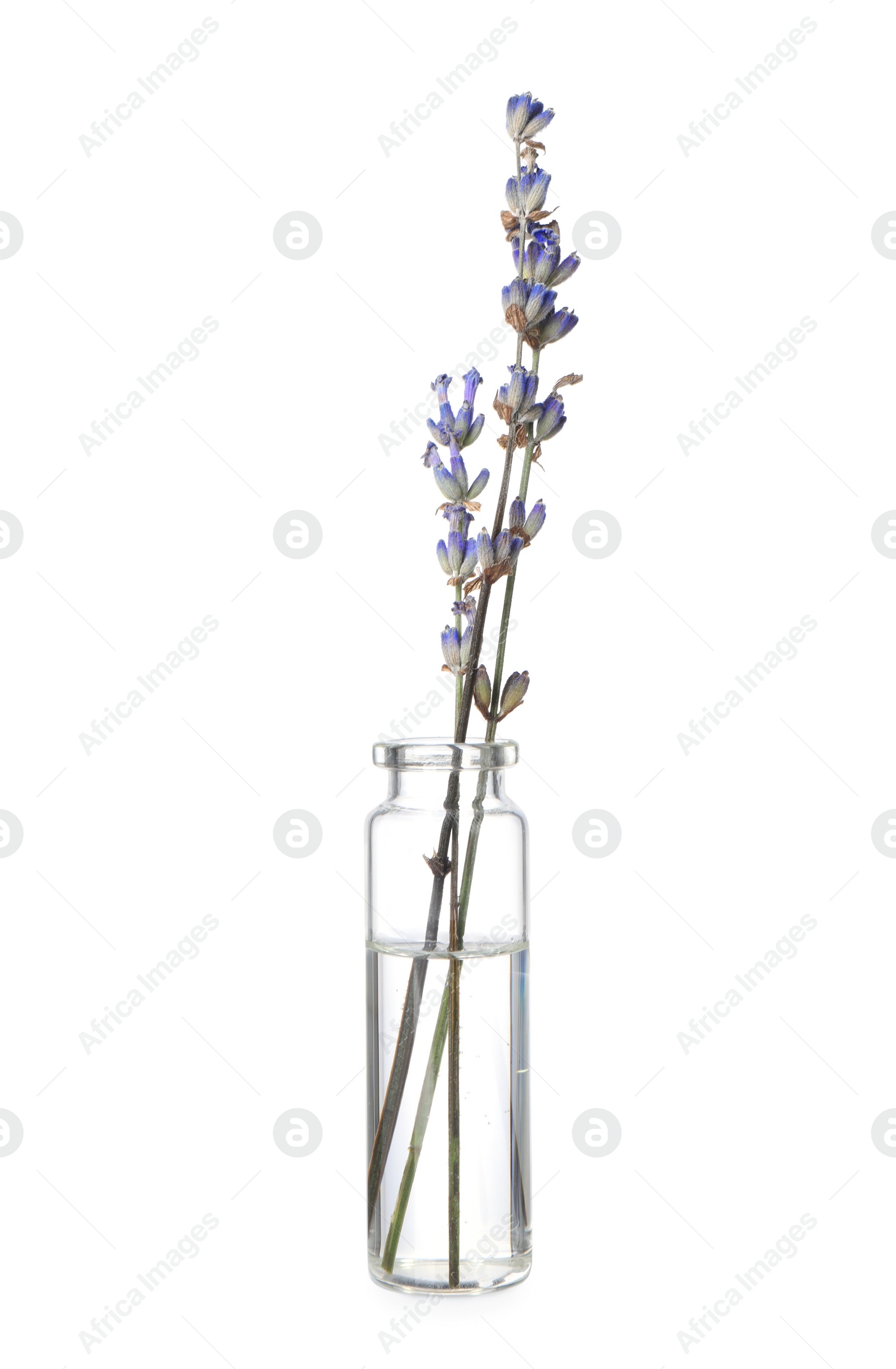 Photo of Bottle with essential oil and lavender isolated on white