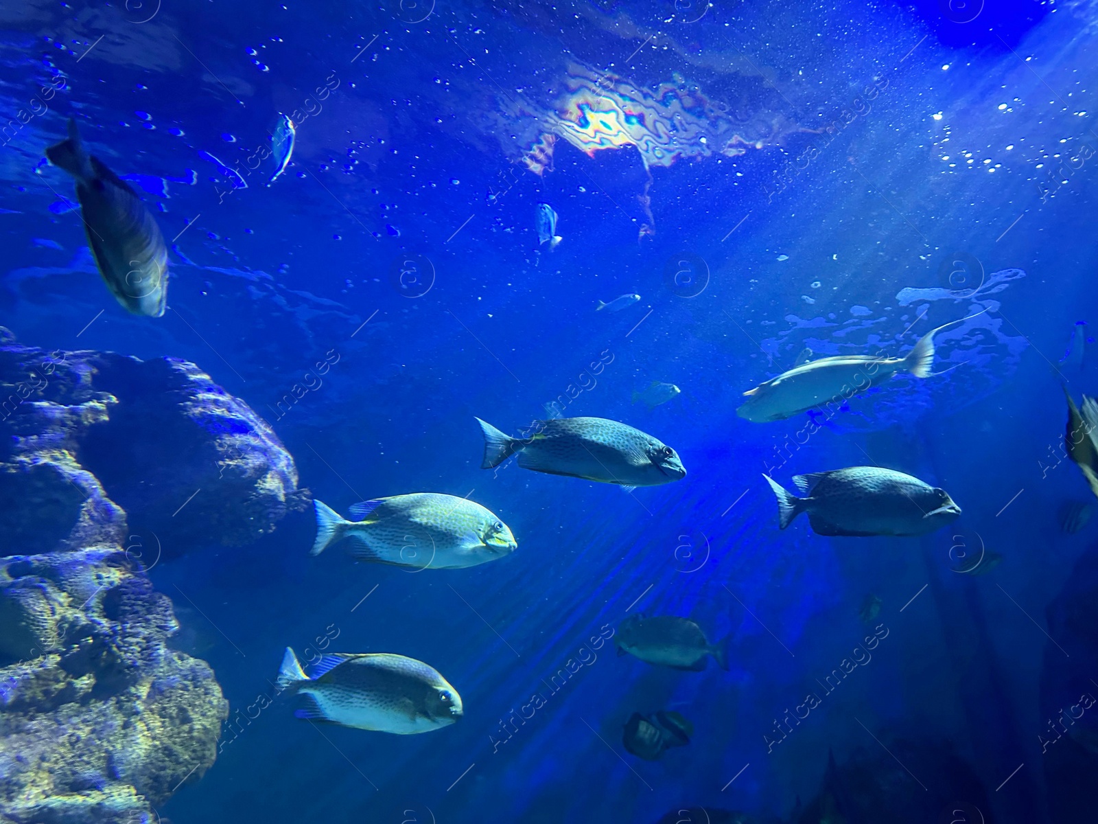 Photo of Different fishes swimming in sea, low angle view. Underwater world