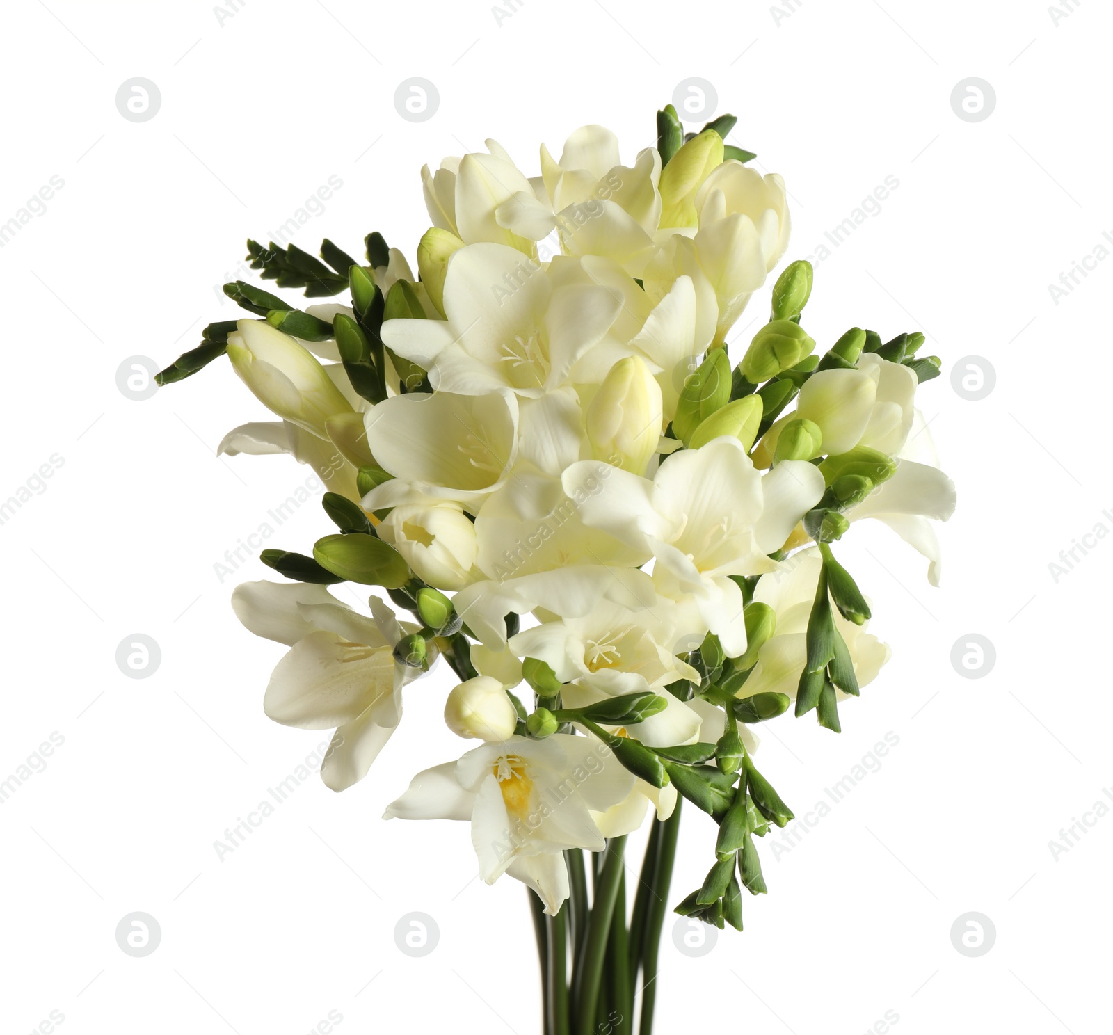 Photo of Beautiful blooming freesia flowers isolated on white