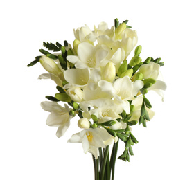 Beautiful blooming freesia flowers isolated on white