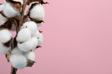 Beautiful cotton branch with fluffy flowers on pink background, closeup. Space for text