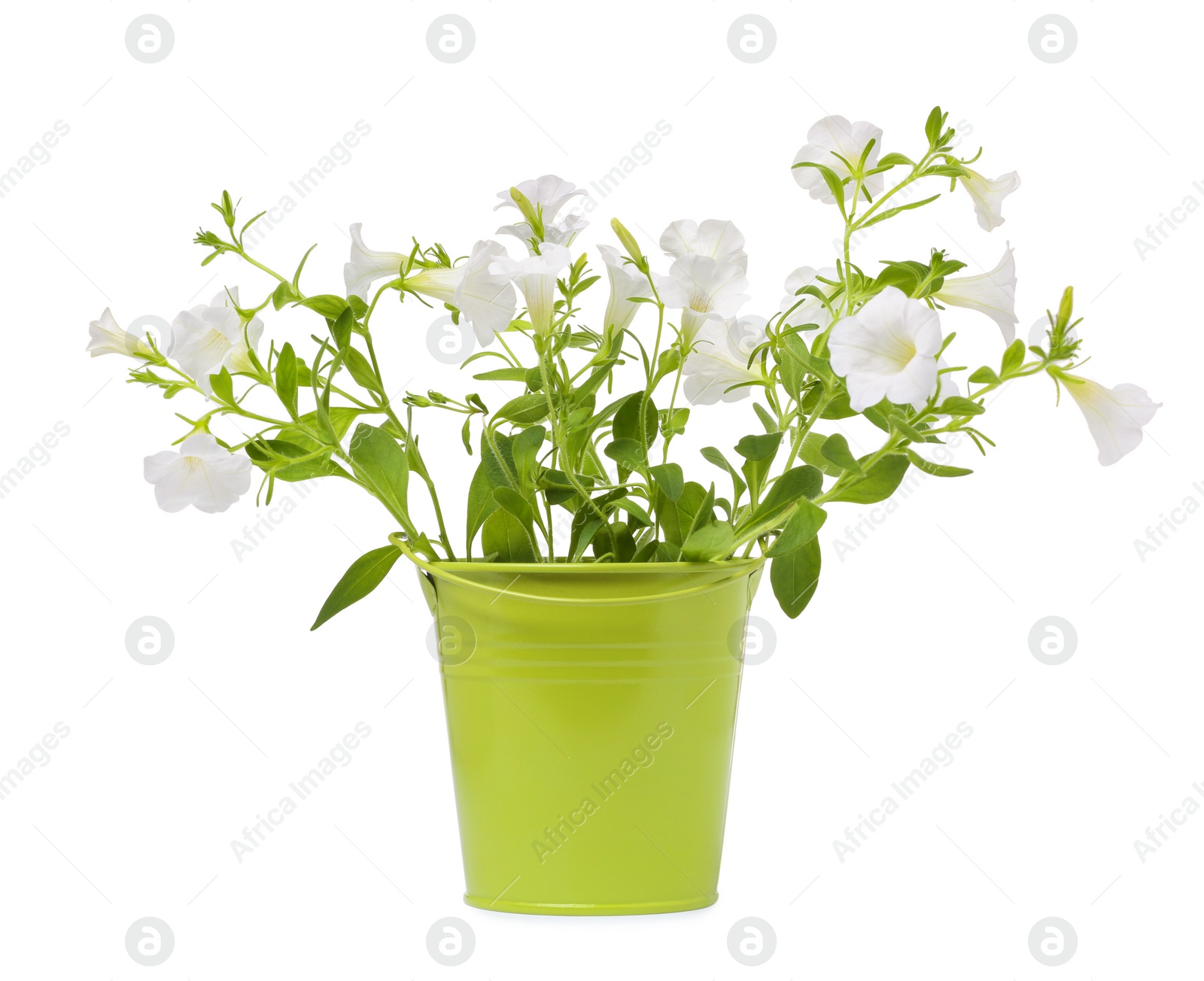 Photo of Beautiful petunia flowers in green pot isolated on white