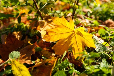 Photo of Beautiful dry leaves on grass outdoors, closeup. Autumn season