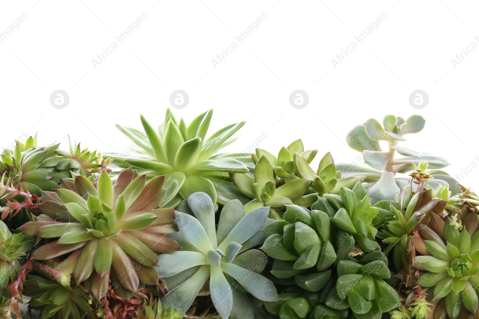 Photo of Many different echeverias isolated on white. Succulent plants