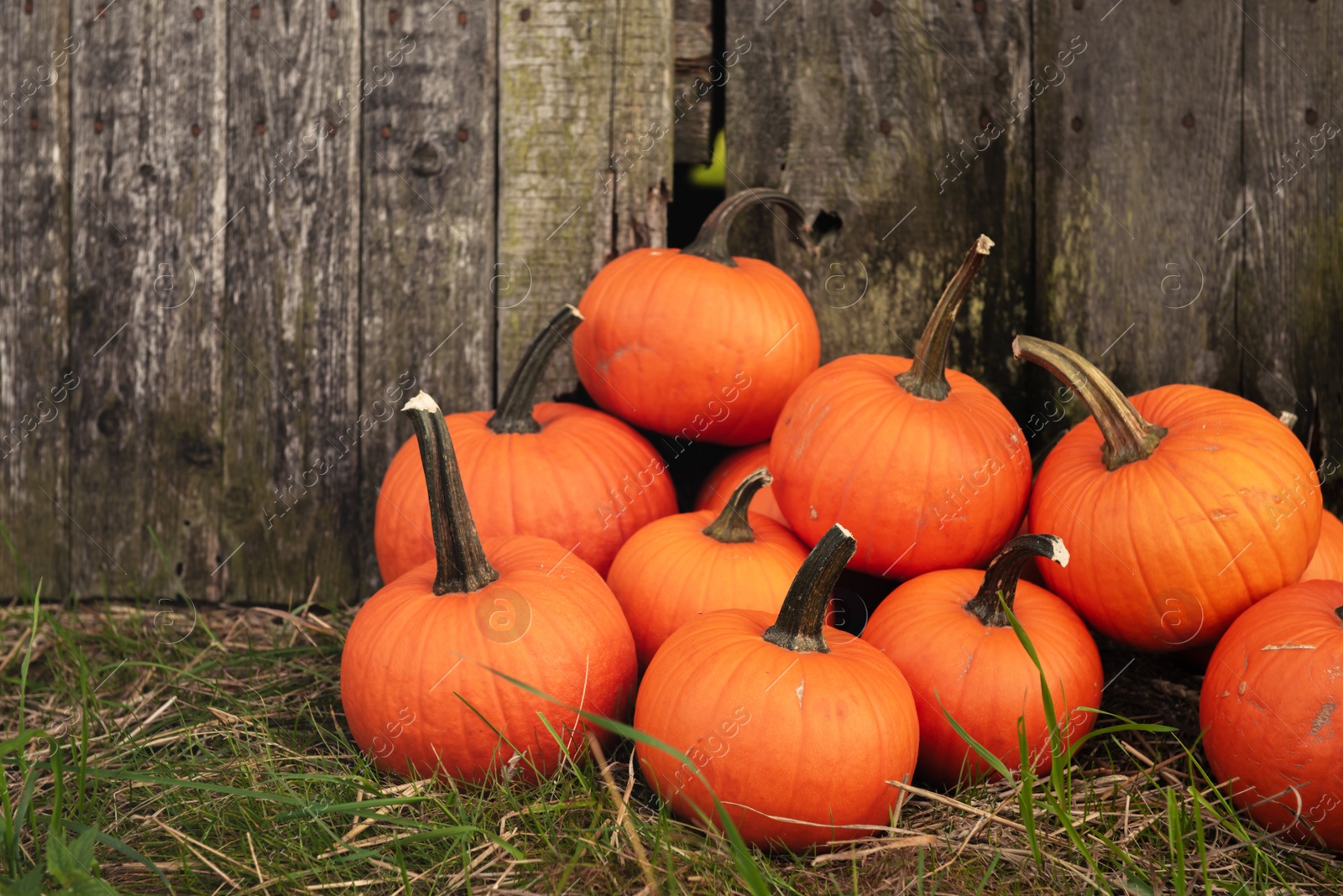 Photo of Many ripe orange pumpkins on grass near wooden fence. Space for text