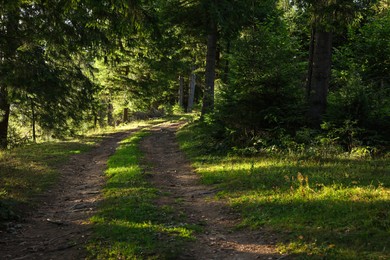 Picturesque view of beautiful coniferous forest and path on sunny day