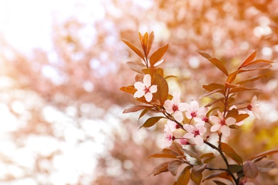 Beautiful blossoming tree branch on spring day