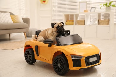 Adorable pug dog in toy car indoors