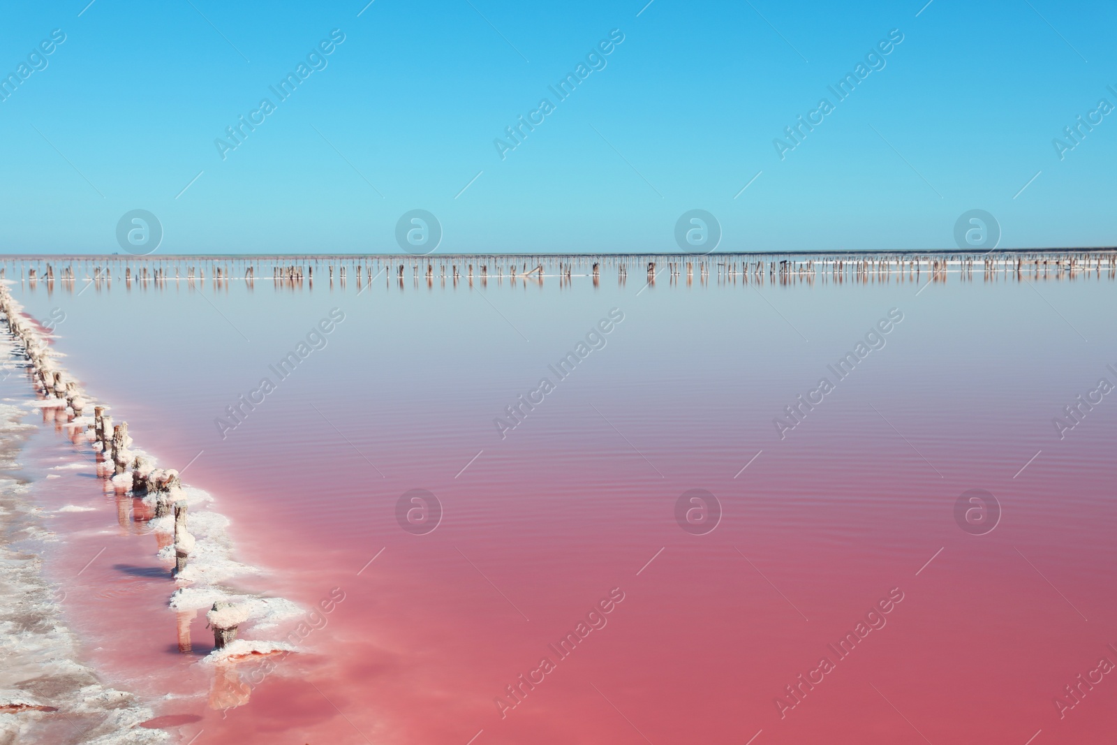 Photo of Beautiful view of pink lake on summer day