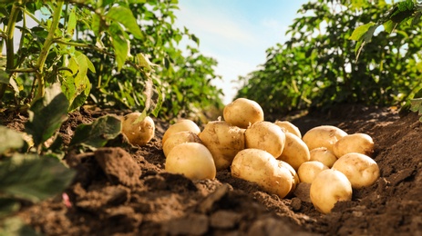 Photo of Pile of ripe potatoes on ground in field