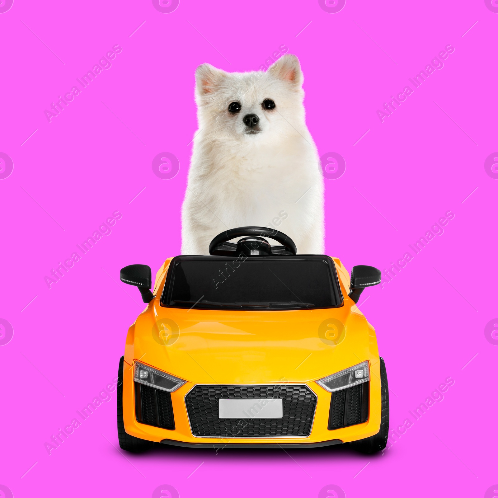Image of Adorable German dog Spitz in toy car on magenta background