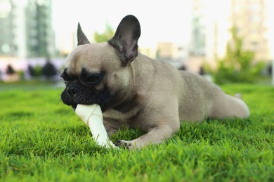 Photo of Cute French bulldog gnawing bone treat on grass outdoors. Lovely pet