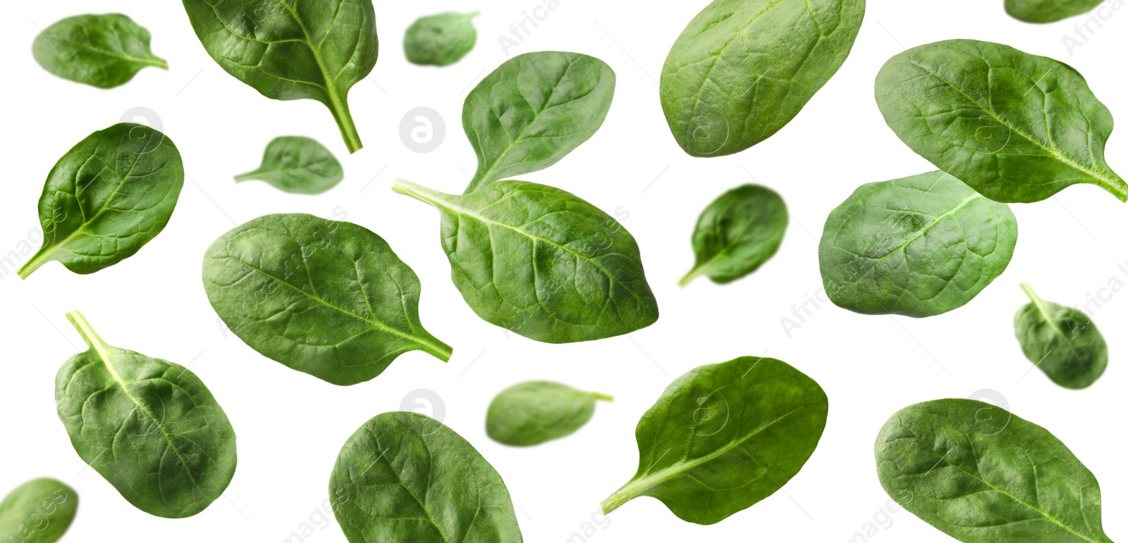 Image of Fresh green spinach leaves falling on white background