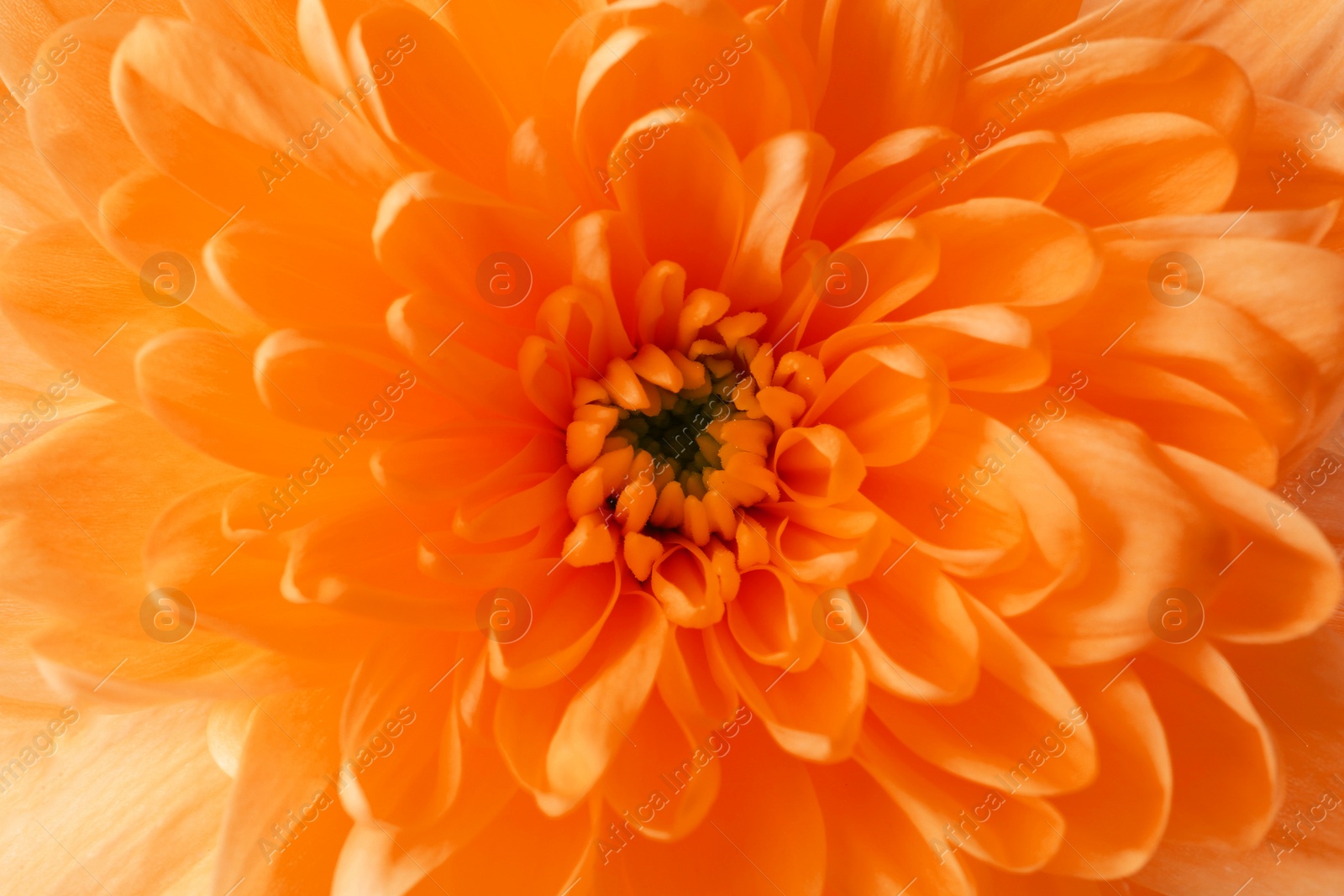 Image of Beautiful orange chrysanthemum flower as background, closeup