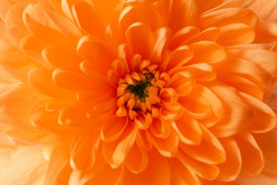 Beautiful orange chrysanthemum flower as background, closeup