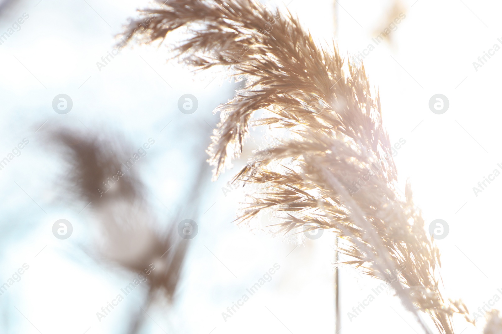 Photo of Dry plant covered with hoarfrost outdoors on winter morning, closeup. Space for text