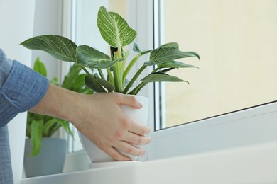 Woman with beautiful houseplant near window indoors, closeup