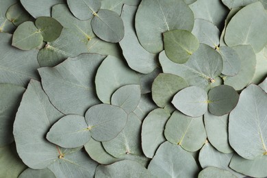 Fresh green leaves of eucalyptus as background, top view