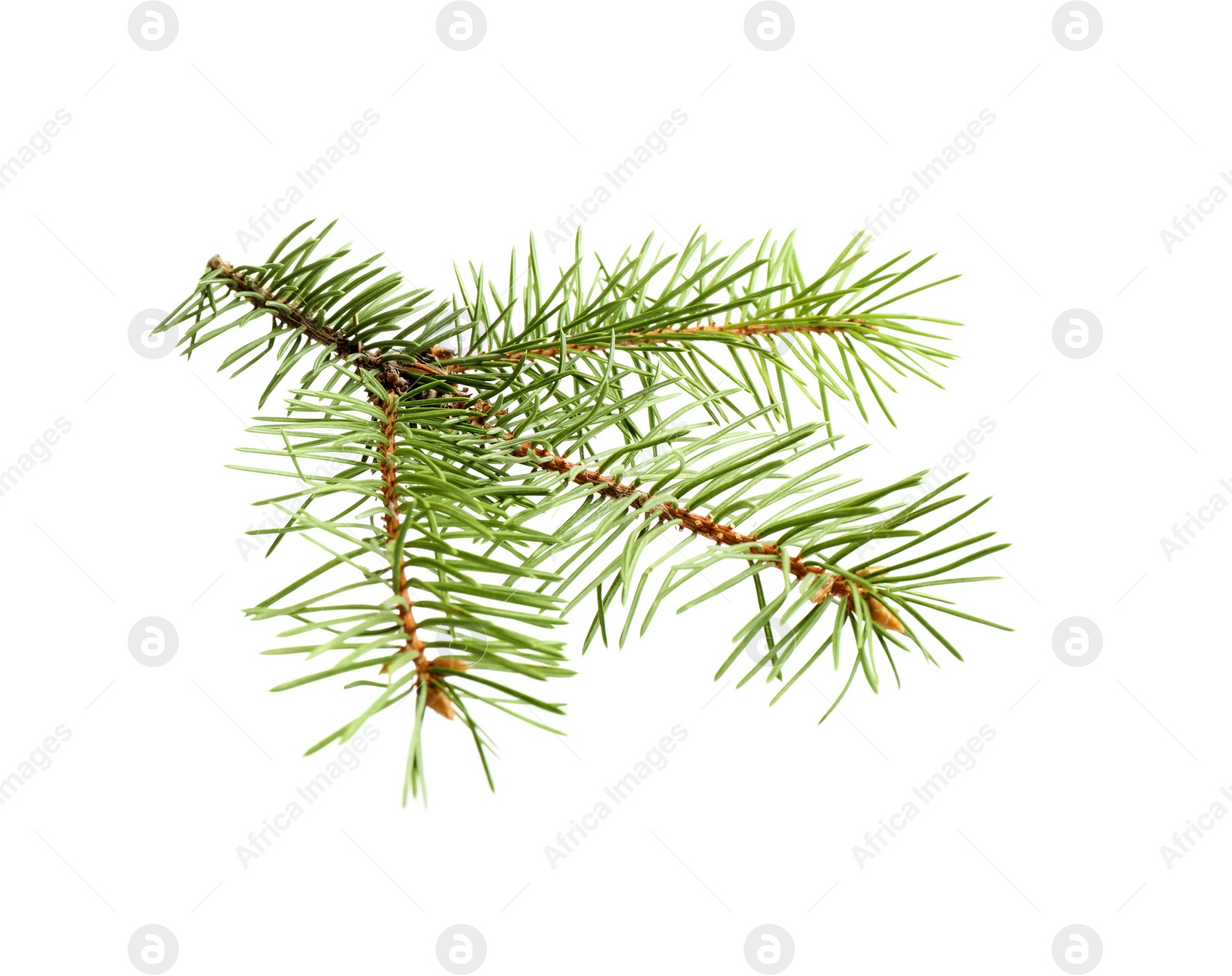 Photo of Branch of Christmas tree on white background