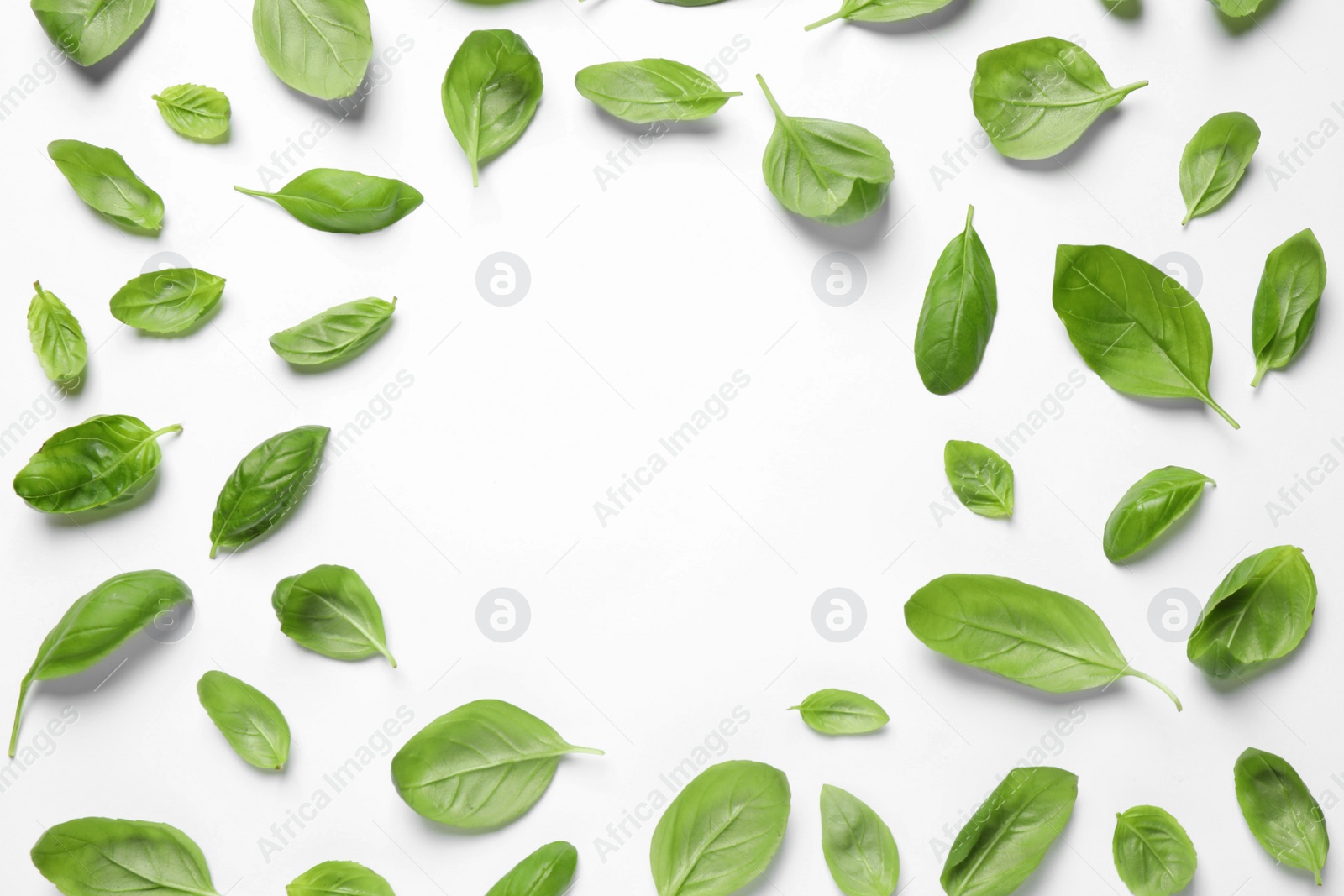 Photo of Fresh green basil leaves on white background, top view. Space for text