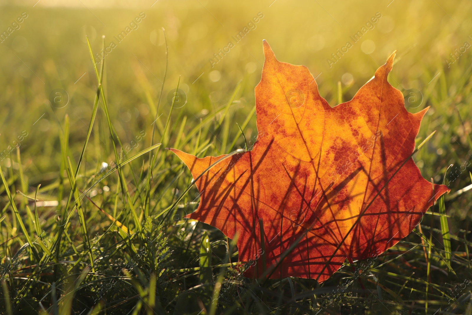 Photo of Beautiful fallen leaf among green grass outdoors on sunny autumn day, closeup. Space for text