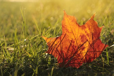 Beautiful fallen leaf among green grass outdoors on sunny autumn day, closeup. Space for text